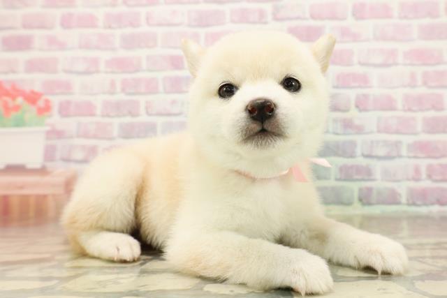 東京都の豆柴 (Coo&RIKU三軒茶屋店/2025年10月7日生まれ/女の子/白)の子犬の3枚目の画像