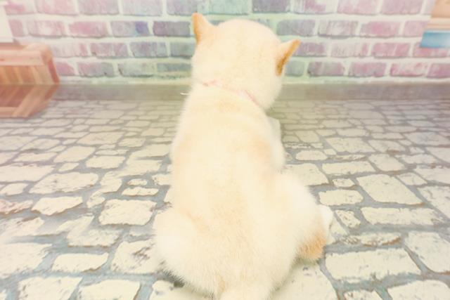 東京都の豆柴 (Coo&RIKU三軒茶屋店/2025年10月7日生まれ/女の子/白)の子犬の4枚目の画像