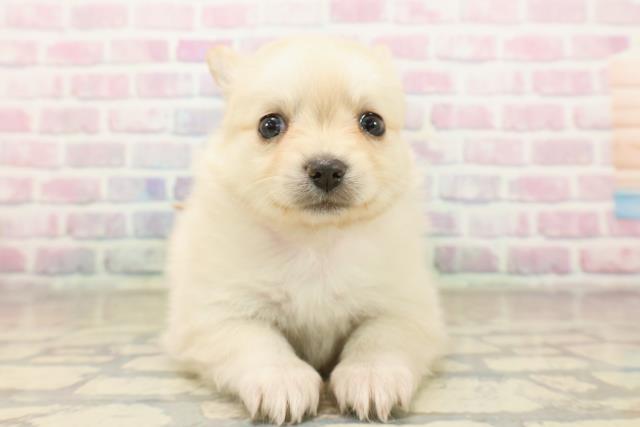 千葉県のポメチワ/チワポメ/ポメチー(ポメラニアン×チワワ) (Coo&RIKU東船橋店/2025年9月29日生まれ/女の子/クリーム)の子犬