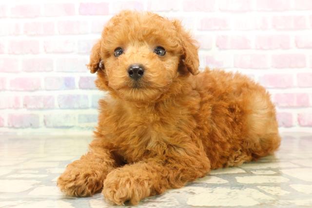 沖縄県のトイプードル(トイ) (Coo&RIKUイーアス沖縄豊崎店/2025年9月29日生まれ/女の子/レッド)の子犬の2枚目の画像