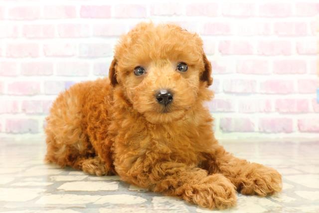 沖縄県のトイプードル(トイ) (Coo&RIKUイーアス沖縄豊崎店/2025年9月29日生まれ/女の子/レッド)の子犬の3枚目の画像