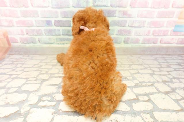 沖縄県のトイプードル(トイ) (Coo&RIKUイーアス沖縄豊崎店/2025年9月29日生まれ/女の子/レッド)の子犬の4枚目の画像