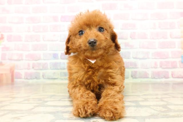 トイ・プードル