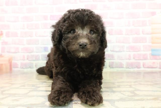 トイ・プードル