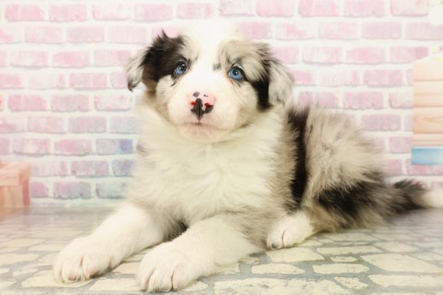 埼玉県のボーダーコリー (Coo&RIKUアニマルケアセンター大宮/2025年10月3日生まれ/男の子/ブルーマール)の子犬の1枚目の画像