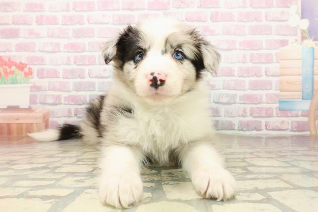 埼玉県のボーダーコリー (Coo&RIKUアニマルケアセンター大宮/2025年10月3日生まれ/男の子/ブルーマール)の子犬の2枚目の画像