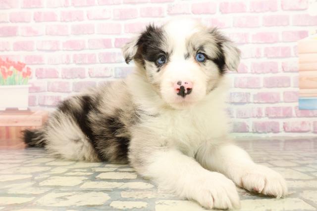 埼玉県のボーダーコリー (Coo&RIKUアニマルケアセンター大宮/2025年10月3日生まれ/男の子/ブルーマール)の子犬の3枚目の画像