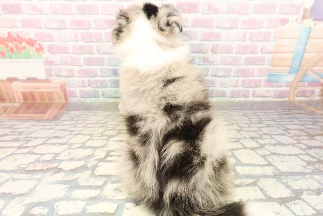 埼玉県のボーダーコリー (Coo&RIKUアニマルケアセンター大宮/2025年10月3日生まれ/男の子/ブルーマール)の子犬の4枚目の画像