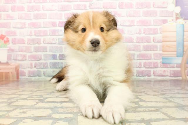 シェットランドシープドッグ