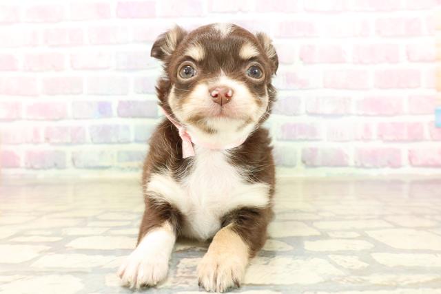 石川県のチワワ(ロング) (Coo&RIKU金沢店/2025年10月6日生まれ/女の子/チョコレートタンホワイト)の子犬の1枚目の画像