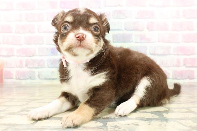 石川県のチワワ(ロング) (Coo&RIKU金沢店/2025年10月6日生まれ/女の子/チョコレートタンホワイト)の子犬の2枚目の画像