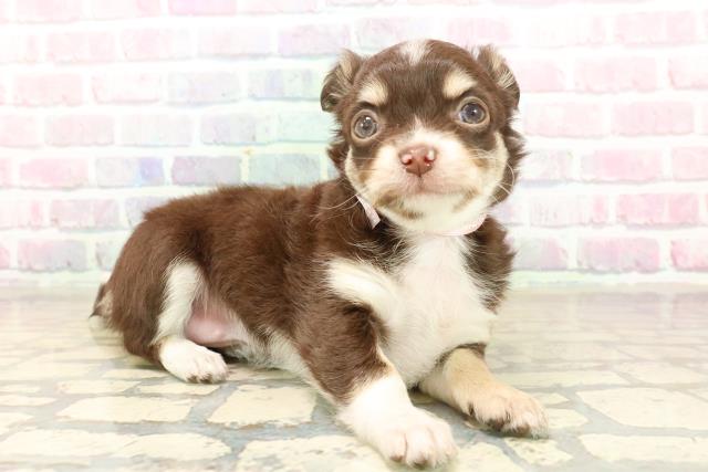 石川県のチワワ(ロング) (Coo&RIKU金沢店/2025年10月6日生まれ/女の子/チョコレートタンホワイト)の子犬の3枚目の画像