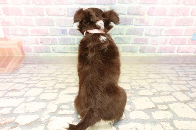 石川県のチワワ(ロング) (Coo&RIKU金沢店/2025年10月6日生まれ/女の子/チョコレートタンホワイト)の子犬の4枚目の画像