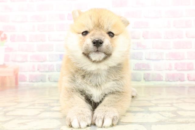 東京都の豆柴 (Coo&RIKU高円寺店/2025年10月6日生まれ/女の子/赤)の子犬の1枚目の画像