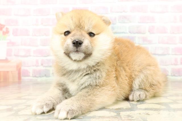 東京都の豆柴 (Coo&RIKU高円寺店/2025年10月6日生まれ/女の子/赤)の子犬の2枚目の画像