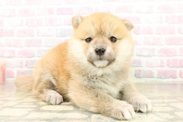 東京都の豆柴 (Coo&RIKU高円寺店/2025年10月6日生まれ/女の子/赤)の子犬の3枚目の画像