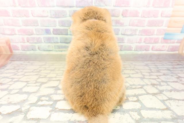 東京都の豆柴 (Coo&RIKU高円寺店/2025年10月6日生まれ/女の子/赤)の子犬の4枚目の画像