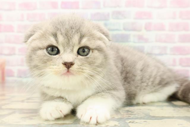 東京都のスコティッシュフォールド (Coo&RIKU中野サンモール店/2025年10月7日生まれ/女の子/ブルータビーホワイト)の子猫の2枚目の画像