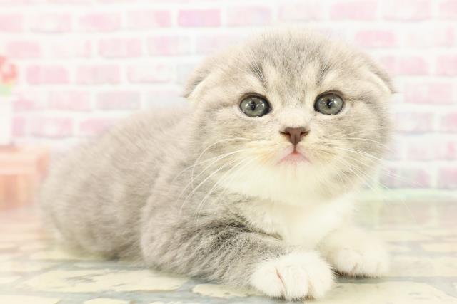 東京都のスコティッシュフォールド (Coo&RIKU中野サンモール店/2025年10月7日生まれ/女の子/ブルータビーホワイト)の子猫の3枚目の画像