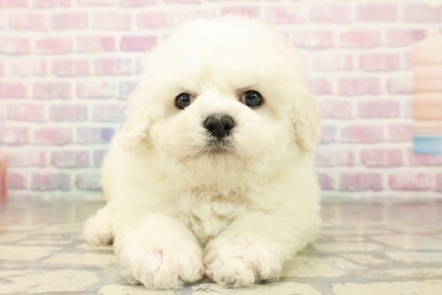 ビション・フリーゼ