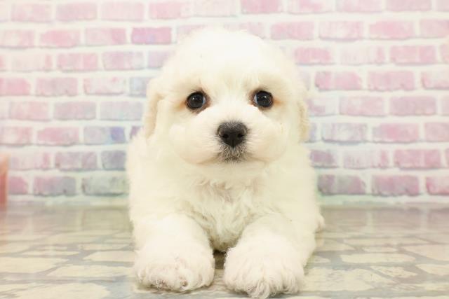 東京都のビションフリーゼ (Coo&RIKU武蔵小山店/2025年10月7日生まれ/女の子/ホワイト)の子犬の1枚目の画像