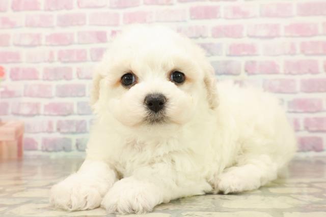 東京都のビションフリーゼ (Coo&RIKU武蔵小山店/2025年10月7日生まれ/女の子/ホワイト)の子犬の2枚目の画像