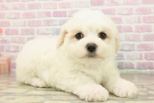 東京都のビションフリーゼ (Coo&RIKU武蔵小山店/2025年10月7日生まれ/女の子/ホワイト)の子犬の3枚目の画像