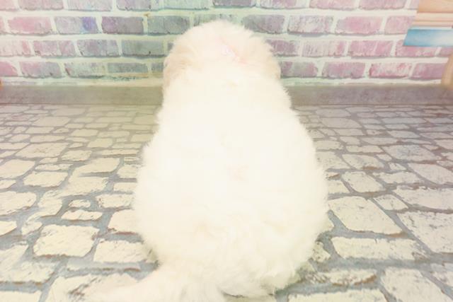 東京都のビションフリーゼ (Coo&RIKU武蔵小山店/2025年10月7日生まれ/女の子/ホワイト)の子犬の4枚目の画像