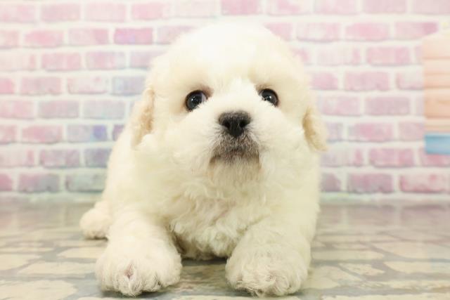 ビション・フリーゼ