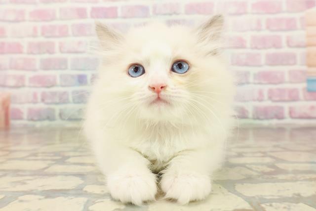 福井県のラグドール (Coo&RIKU福井店/2025年10月4日生まれ/女の子/ブルーポイントバイカラー)の子猫の1枚目の画像