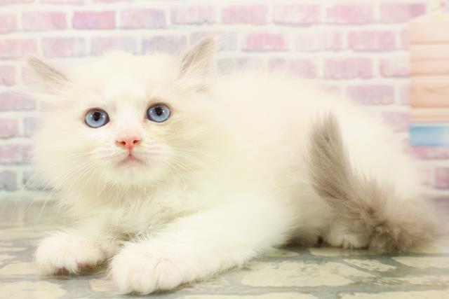 福井県のラグドール (Coo&RIKU福井店/2025年10月4日生まれ/女の子/ブルーポイントバイカラー)の子猫の2枚目の画像