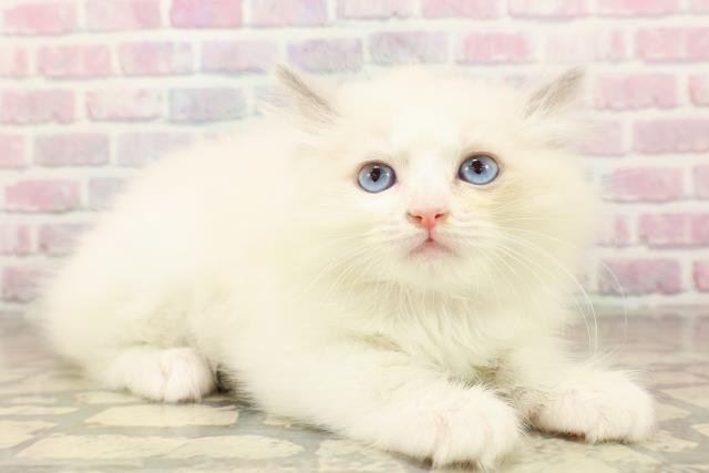 福井県のラグドール (Coo&RIKU福井店/2025年10月4日生まれ/女の子/ブルーポイントバイカラー)の子猫の3枚目の画像