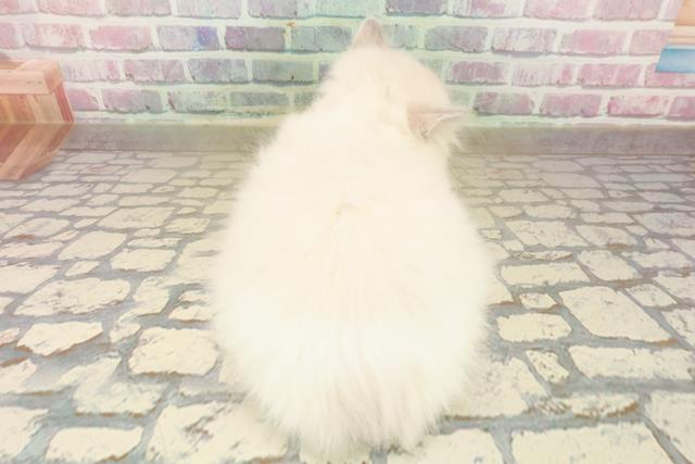 福井県のラグドール (Coo&RIKU福井店/2025年10月4日生まれ/女の子/ブルーポイントバイカラー)の子猫の4枚目の画像