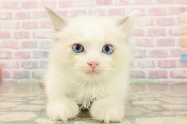 石川県のラグドール (Coo&RIKUイオン野々市南店/2025年10月4日生まれ/男の子/ブルーポイントバイカラー)の子猫の1枚目の画像