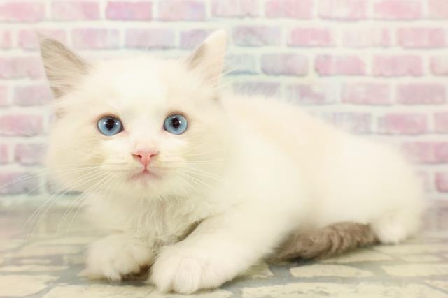 石川県のラグドール (Coo&RIKUイオン野々市南店/2025年10月4日生まれ/男の子/ブルーポイントバイカラー)の子猫の2枚目の画像