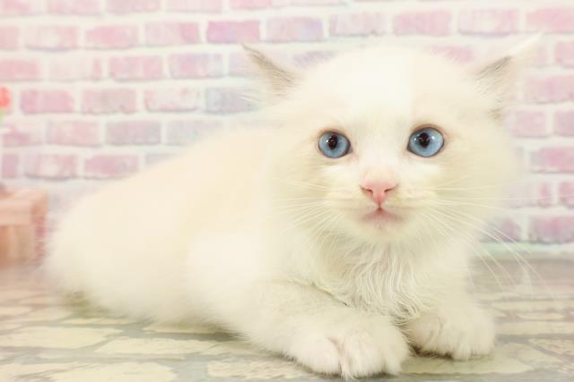 石川県のラグドール (Coo&RIKUイオン野々市南店/2025年10月4日生まれ/男の子/ブルーポイントバイカラー)の子猫の3枚目の画像