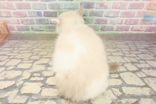 石川県のラグドール (Coo&RIKUイオン野々市南店/2025年10月4日生まれ/男の子/ブルーポイントバイカラー)の子猫の4枚目の画像