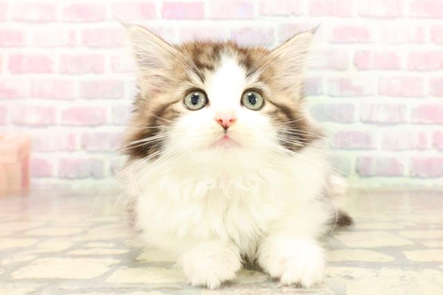 東京都のノルウェージャンフォレストキャット (Coo&RIKU下北沢店/2025年10月6日生まれ/女の子/ブラウンタビーホワイト)の子猫