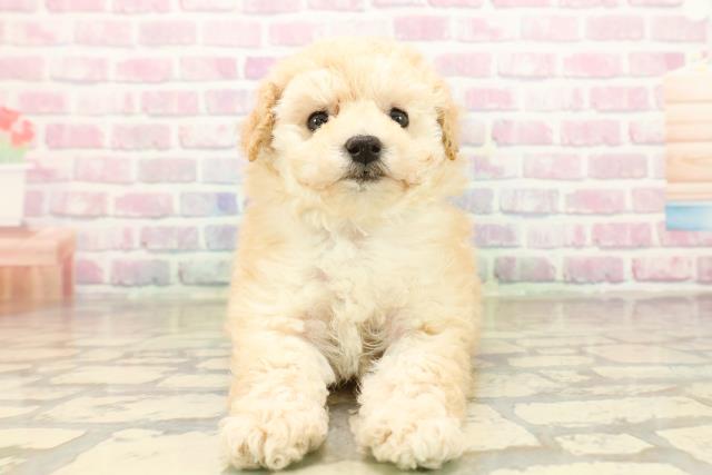 トイ・プードル