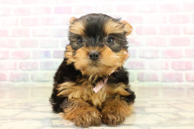 東京都のヨークシャーテリア (Coo&RIKU阿佐ヶ谷店/2025年10月5日生まれ/女の子/スチールブルータン)の子犬