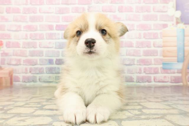 神奈川県のウェルシュコーギーペンブローク (Coo&RIKU相模原店/2025年10月7日生まれ/男の子/セーブルホワイト)の子犬の1枚目の画像