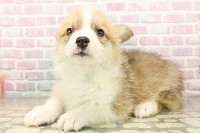 神奈川県のウェルシュコーギーペンブローク (Coo&RIKU相模原店/2025年10月7日生まれ/男の子/セーブルホワイト)の子犬の2枚目の画像