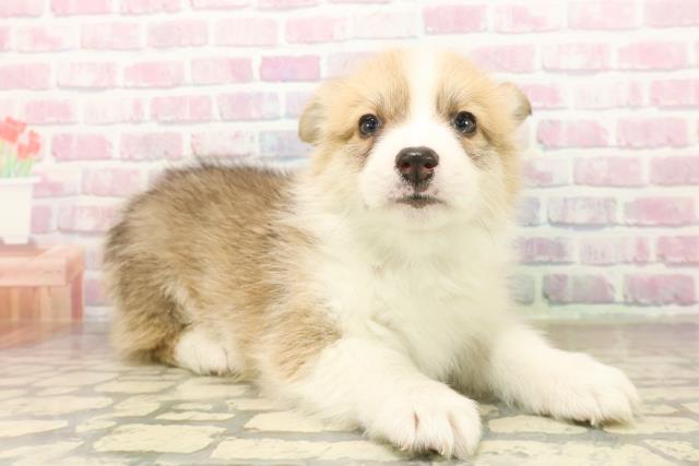 神奈川県のウェルシュコーギーペンブローク (Coo&RIKU相模原店/2025年10月7日生まれ/男の子/セーブルホワイト)の子犬の3枚目の画像