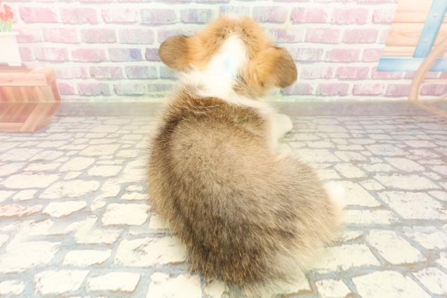 神奈川県のウェルシュコーギーペンブローク (Coo&RIKU相模原店/2025年10月7日生まれ/男の子/セーブルホワイト)の子犬の4枚目の画像