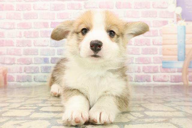 神奈川県のウェルシュコーギーペンブローク (Coo&RIKU横浜青葉店/2025年10月7日生まれ/男の子/セーブルホワイト)の子犬の1枚目の画像