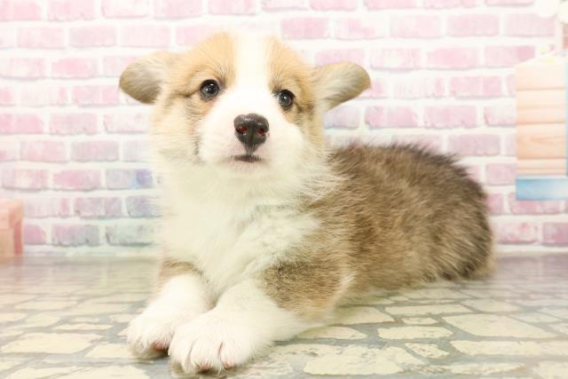 神奈川県のウェルシュコーギーペンブローク (Coo&RIKU横浜青葉店/2025年10月7日生まれ/男の子/セーブルホワイト)の子犬の2枚目の画像