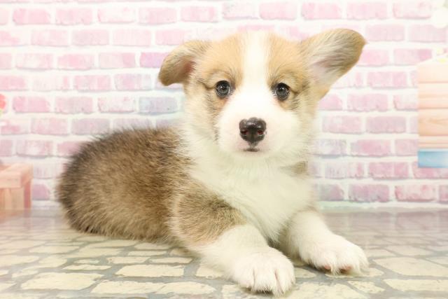 神奈川県のウェルシュコーギーペンブローク (Coo&RIKU横浜青葉店/2025年10月7日生まれ/男の子/セーブルホワイト)の子犬の3枚目の画像