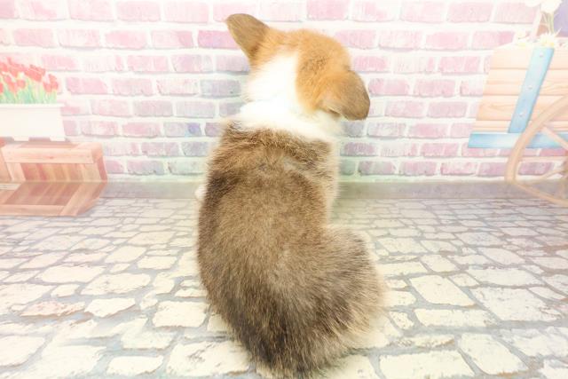 神奈川県のウェルシュコーギーペンブローク (Coo&RIKU横浜青葉店/2025年10月7日生まれ/男の子/セーブルホワイト)の子犬の4枚目の画像