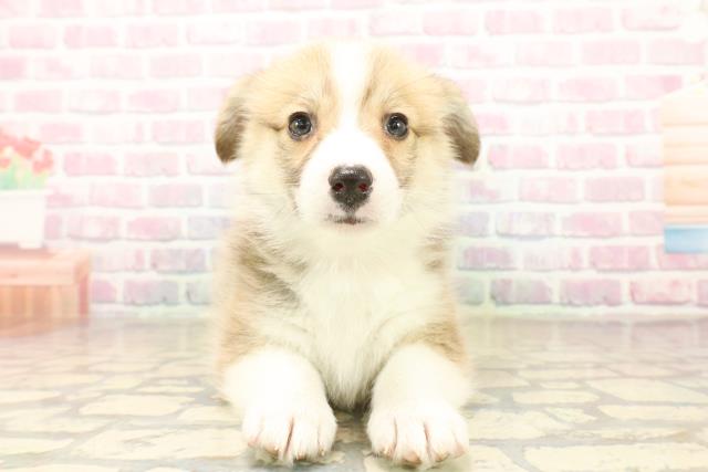 石川県のウェルシュコーギーペンブローク (Coo&RIKU金沢店/2025年10月7日生まれ/女の子/セーブルホワイト)の子犬の1枚目の画像