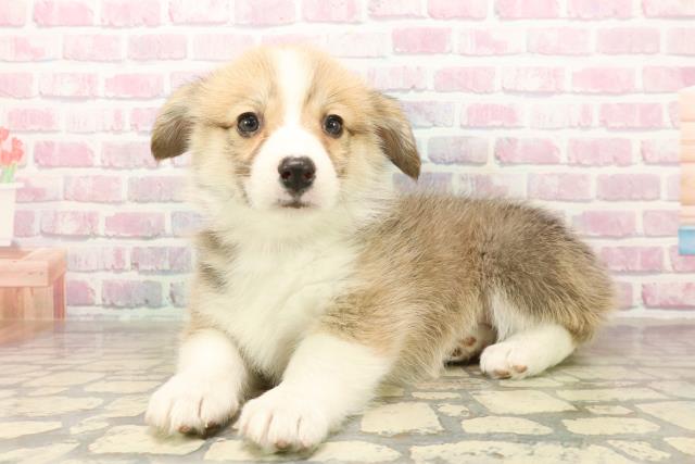 石川県のウェルシュコーギーペンブローク (Coo&RIKU金沢店/2025年10月7日生まれ/女の子/セーブルホワイト)の子犬の2枚目の画像